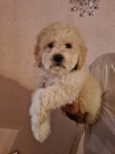 Labradoodle �t��ata