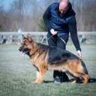 N�meck� ov��k �t��ata