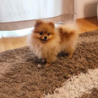 Pomo�ansk� �pic d�vka na prodej