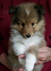 Prodm mini tata Sheltie