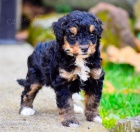 Prod�m zdrav�, o�kovan� a od�erven� �t��ata Bernedoodle.