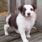 Prod�m o�kovan� a od�erven� �t��ata border kolie