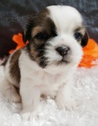 Prod�m o�kovan� a od�erven� �t��ata SHIH TZU