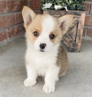 Prodm tata Pembroke Welsh Corgi.