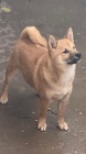 Shiba Inu tata