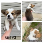 AKC Pembroke Corgi tata na prodej