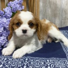 Prodm zdrav, okovan a oderven tata mini Cavalier King Charles Spaniel