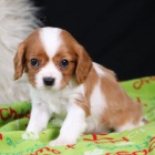 Prodm tata mini Cavalier King Charles Spaniel