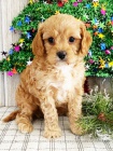 Cavapoo tata k adopci. Jsou okovan a oderven.