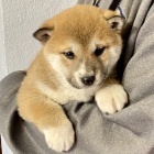 Prodm okovan tata mini shiba inu