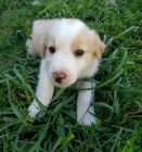 Prod�m �t��ata border kolie