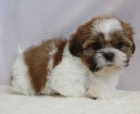 tata Akc Shih Tzu na prodej.