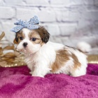 Prod�m �t��ata SHIH TZU