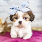 Prod�m �t��ata SHIH TZU