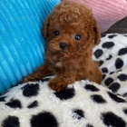 Prod�m zdrav� a kr�sn� �t��ata trpasli��ho mini pejska a feny pudla.