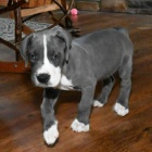 Prod�m �t��ata n�meck� doga