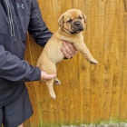 Ndhern ttka Bullmastiff k adopci.