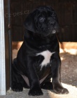 Cane Corso TOP tata