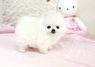 Nmeck pic. mini pomeranian bez pp