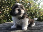 ttka shih-tzu s pp