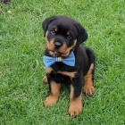 Kr�sn� �t���tka rottweiler� k adopci.