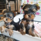 Registrovan� �t���tka Yorkshire k adopci.