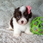 Prod�m roztomil� a zdrav� �t��ata havanese.