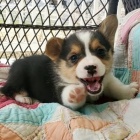 krsnho pejska a fenku Pembroke Welsh Corgi ttka