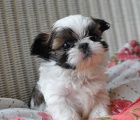 Rozkon ttka Shih Tzu do novch domov