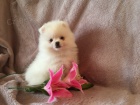 Hygienicky vy�kolen� miniaturn� �t��ata pomeranian� na prodej.