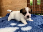 Prod�m zdrav� mini �t��ata jack russell teri�ra.
