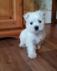 Prodm tata West Highland White Terriers