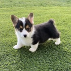 Prodm krsn tata Pembroke Welsh Corgi.