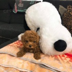 TOY �t��ata pudla. �t���tka jsou v�echna o�kovan� a od�erven�.