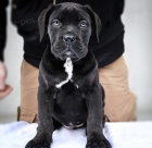 Cane Corso �t��ata