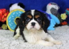 Prodm okovan tata kavalr King Charles Spaniel.