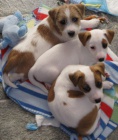 Prod�m n�dhern� a zdrav� �t���tka jack russell teri�ra.