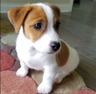 Prod�m n�dhern� a zdrav� �t���tka jack russell teri�ra.