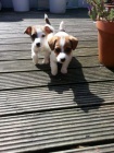 Prod�m n�dhern� a zdrav� �t���tka jack russell teri�ra.