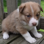 Prod�m od�erven� a o�kovan� �t��ata border kolie