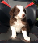 Prod�m od�erven� a o�kovan� �t��ata Border kolie