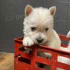 PRODM KRSN A OKOVAN tata West Highland White Terriers