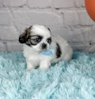 Prod�m �t��ata SHIH TZU
