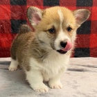 Prod�m o�kovan� �t��ata Pembroke Welsh Corgi.
