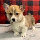 Prod�m o�kovan� �t��ata Pembroke Welsh Corgi.