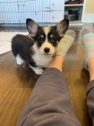 Prod�m o�kovan� �t��ata Pembroke Welsh Corgi.