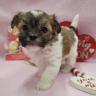 Prod�m roztomil� a zdrav� �t���tka mini havanese.