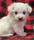 Prod�m roztomil� a zdrav� �t���tka mini havanese.