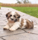 Prodm tata SHIH TZU