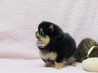 N�meck� �pic. mini pomeranian bez pp